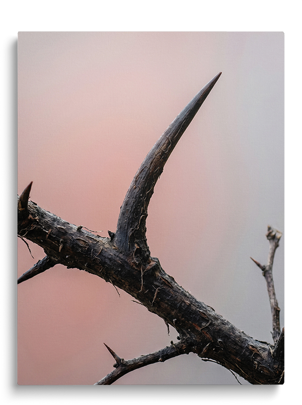 The Thorn